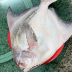 Mark Wiens Instagram - Huge white pomfret - watch how they prepare if for an epic hot pot! 📍 ร้านนิยมรส Niyom Rote #HatYai #Thailand Hat Yai, Thailand