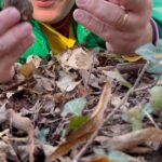 Mark Wiens Instagram – Truffle Hunting in Alba with food legends @xtremefoodies_ and @migrationology and Jo! The series will be in our YouTube Channel tomorrow. The link of our YouTube Channel is in our Profile🌸😍❤️🇮🇹 
#mrtaster #food #truffles #whitetruffle #blacktruffles #italy #alba Alba, Italy