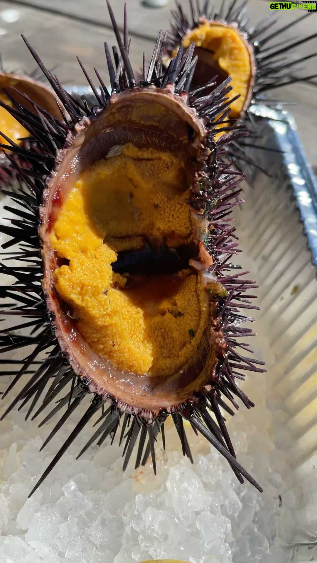 Mark Wiens Instagram - Completely liquifies on your tongue, so good - Santa Barbara sea urchin (uni)! Who wants some sea pudding?! Thanks to @visitcalifornia for sponsoring my trip #VisitCalifornia #SeeSB #uni @visitsantabarbara Santa Barbara, California