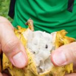 Mark Wiens Instagram - Kashima (wild custard apple), right off the tree in #Trinidad - overflowing with juiciness! #visittrinidad @booktrinidad