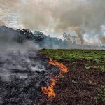 Martin Ødegaard Instagram - #SaveTheAmazon