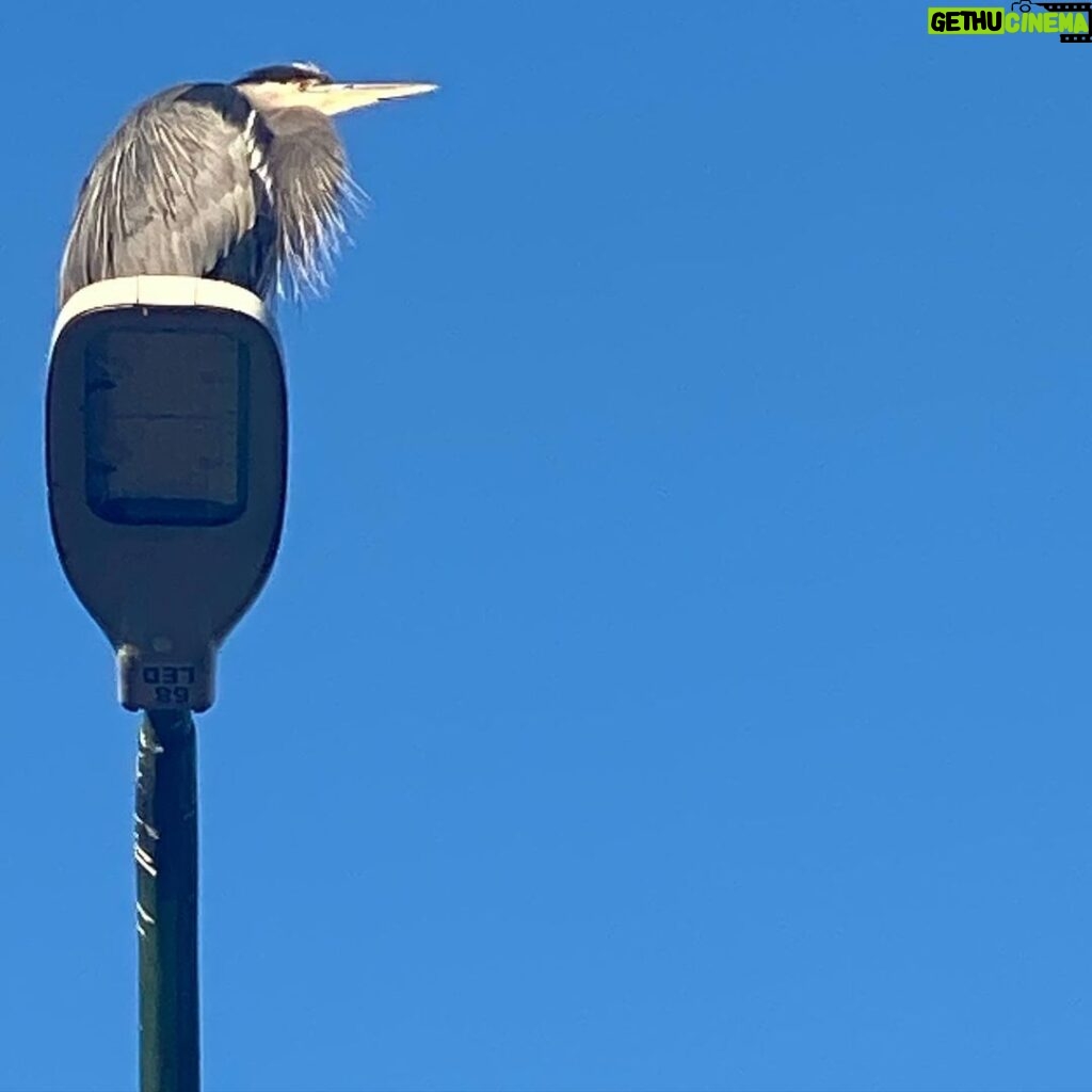 Martin Henderson Instagram - Blue heron. Blue skies... According to North American Native tradition, the Blue Heron brings messages of self-determination and self-reliance. They represent an ability to progress and evolve. The long thin legs of the heron reflect that an individual doesn't need great massive pillars to remain stable, but must be able to stand on one's own.