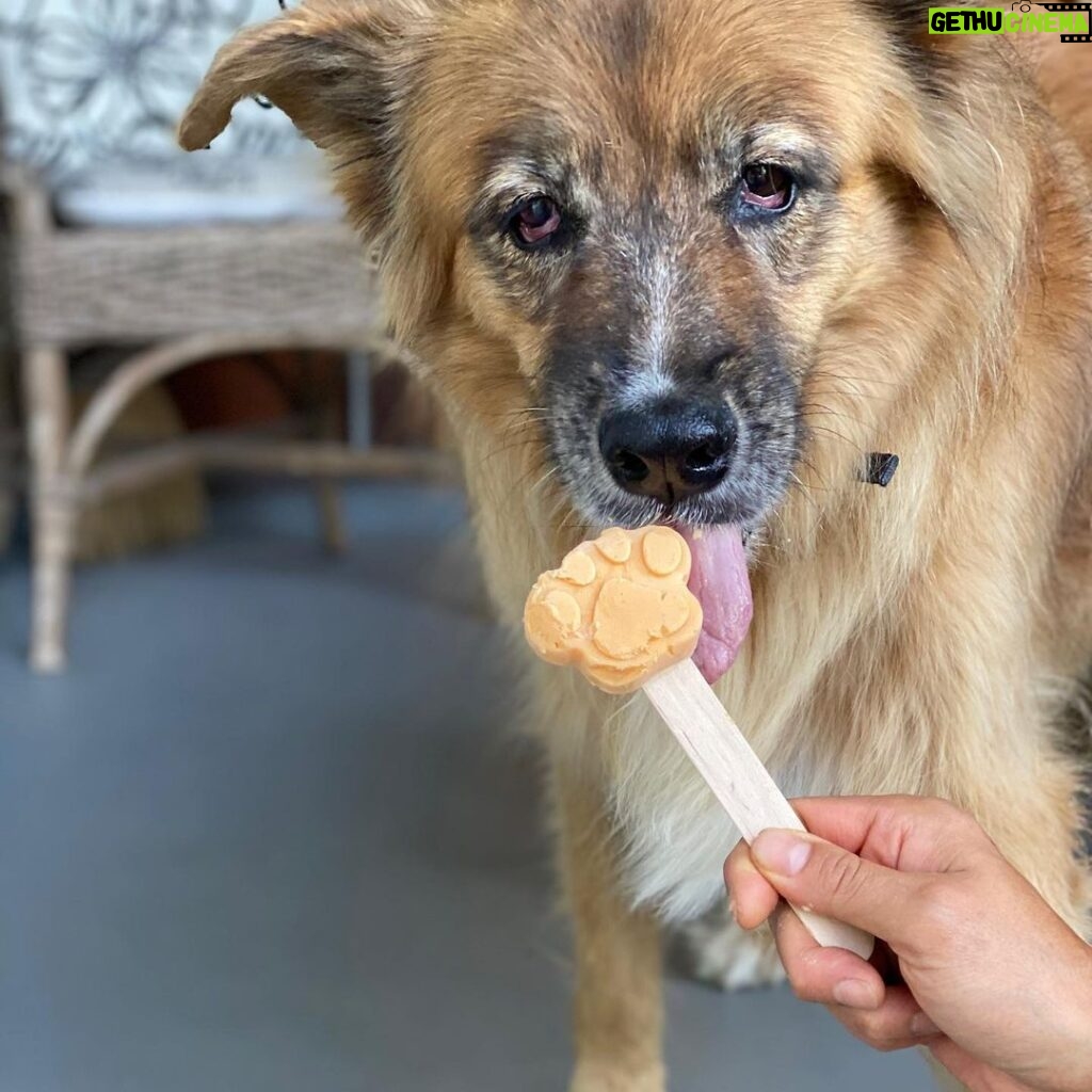 Martin Henderson Instagram - What a lucky boy!! 🥰🐶Thank you @hellohelensong for the delicious doggy popsicles from @sweetspotvan 🍦 Kitsilano Beach