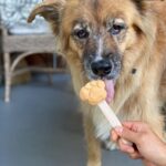 Martin Henderson Instagram - What a lucky boy!! 🥰🐶Thank you @hellohelensong for the delicious doggy popsicles from @sweetspotvan 🍦 Kitsilano Beach