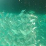 Martin Henderson Instagram - Fish taking shade under the boat #seaofcortez #natureheals #freediving #getoutside Isla del Carmen (Baja California)