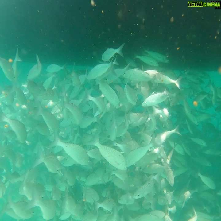 Martin Henderson Instagram - Fish taking shade under the boat #seaofcortez #natureheals #freediving #getoutside Isla del Carmen (Baja California)