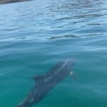 Martin Henderson Instagram - Here ya go...with love from us ❤️🐬 Isla Coronado