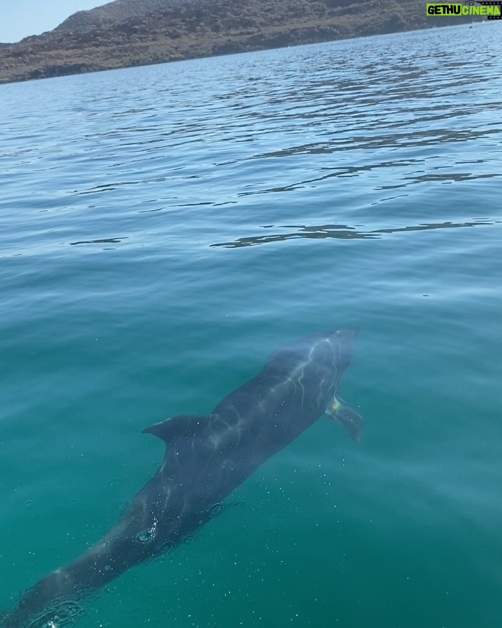 Martin Henderson Instagram - Here ya go...with love from us ❤️🐬 Isla Coronado