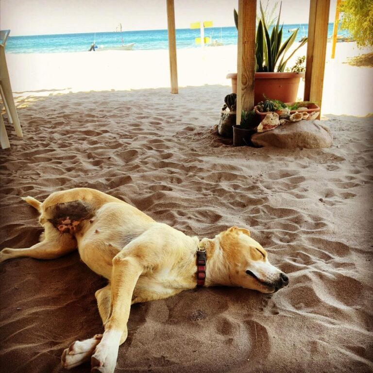 Martin Henderson Instagram - It’s a dogs life. Three legs and she couldn’t be happier. Sending love to everyone from #bajacaliforniasur Puerto Agua Verde, Baja California Sur, Mexico