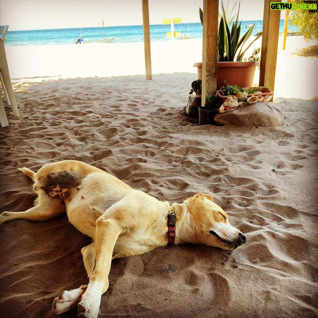 Martin Henderson Instagram - It’s a dogs life. Three legs and she couldn’t be happier. Sending love to everyone from #bajacaliforniasur Puerto Agua Verde, Baja California Sur, Mexico