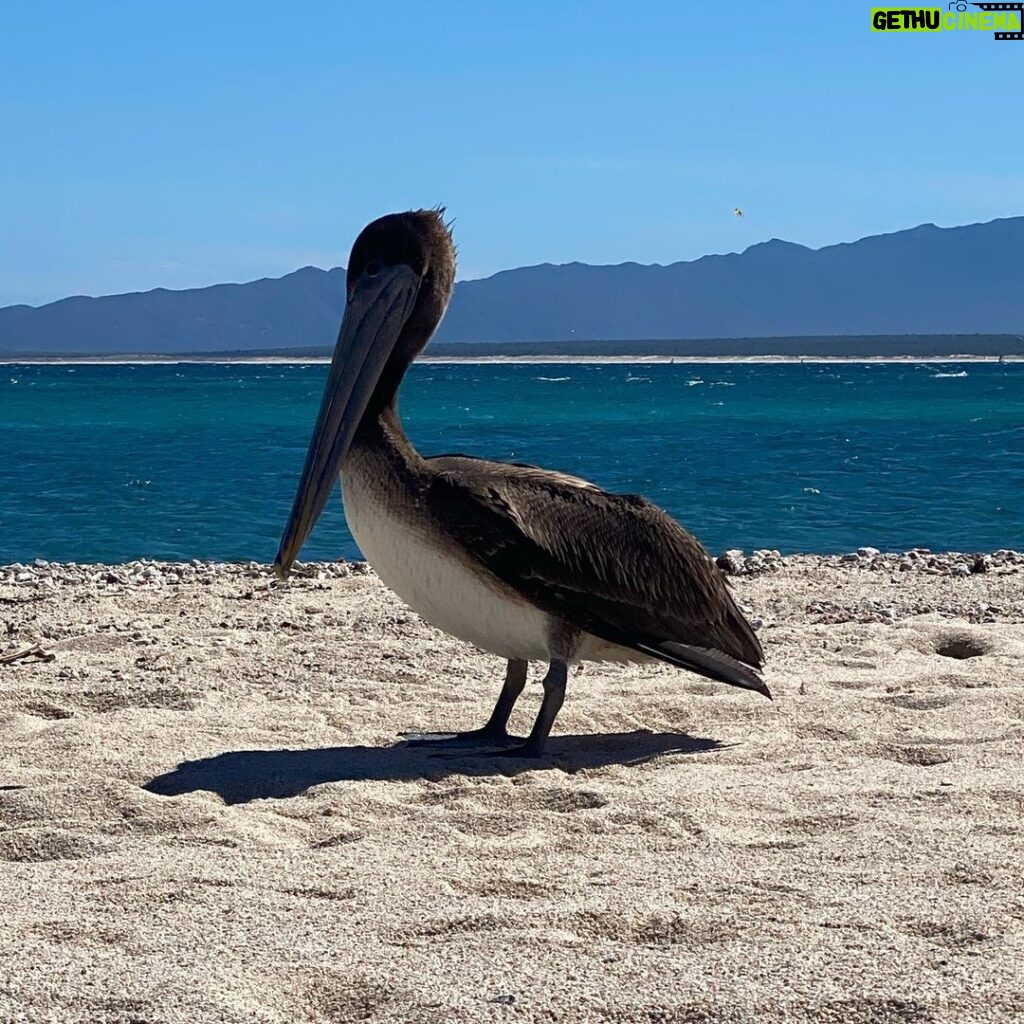Martin Henderson Instagram - Sharing some beach time with a pelican in #bajacaliforniasur #getclosertonature El Sargento, Baja California Sur, Mexico
