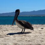 Martin Henderson Instagram - Sharing some beach time with a pelican in #bajacaliforniasur #getclosertonature El Sargento, Baja California Sur, Mexico