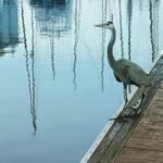 Martin Henderson Instagram - Morning dockside visit #wearenature La Paz, Baja California Sur
