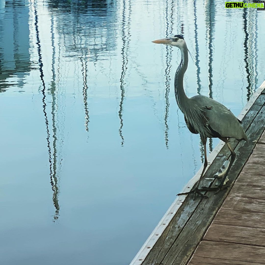 Martin Henderson Instagram - Morning dockside visit #wearenature La Paz, Baja California Sur
