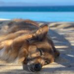 Martin Henderson Instagram - If I come back to earth again I would like to be my dog. Actually that’s not true. I’d like to be myself again -living the exact same life just so I can love him and be loved by him again #bestfriend #ilovemydogsomuch Casa Tara Retreat