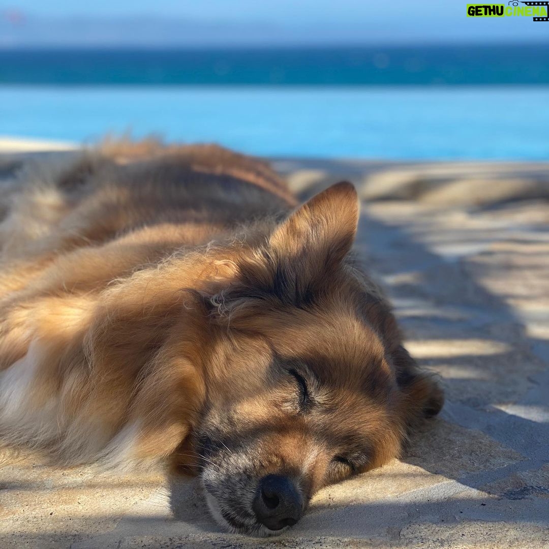 Martin Henderson Instagram - If I come back to earth again I would like to be my dog. Actually that’s not true. I’d like to be myself again -living the exact same life just so I can love him and be loved by him again #bestfriend #ilovemydogsomuch Casa Tara Retreat