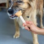 Martin Henderson Instagram - What a lucky boy!! 🥰🐶Thank you @hellohelensong for the delicious doggy popsicles from @sweetspotvan 🍦 Kitsilano Beach