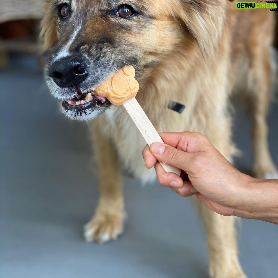 Martin Henderson Instagram - What a lucky boy!! 🥰🐶Thank you @hellohelensong for the delicious doggy popsicles from @sweetspotvan 🍦 Kitsilano Beach