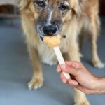 Martin Henderson Instagram - What a lucky boy!! 🥰🐶Thank you @hellohelensong for the delicious doggy popsicles from @sweetspotvan 🍦 Kitsilano Beach
