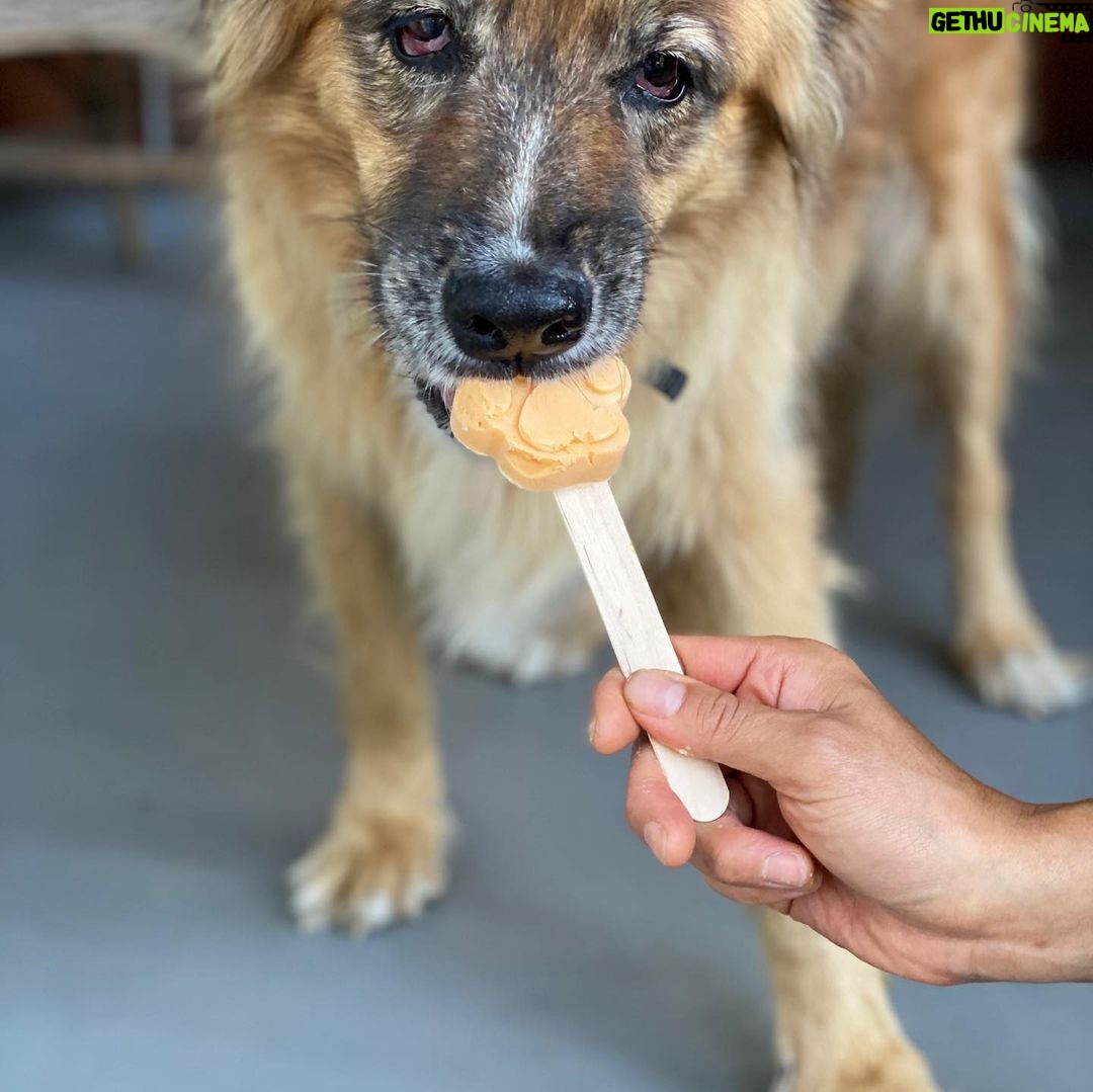 Martin Henderson Instagram - What a lucky boy!! 🥰🐶Thank you @hellohelensong for the delicious doggy popsicles from @sweetspotvan 🍦 Kitsilano Beach