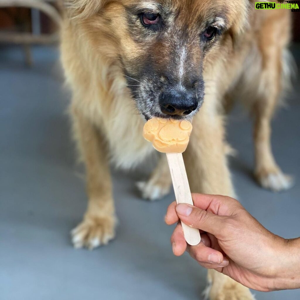 Martin Henderson Instagram - What a lucky boy!! 🥰🐶Thank you @hellohelensong for the delicious doggy popsicles from @sweetspotvan 🍦 Kitsilano Beach
