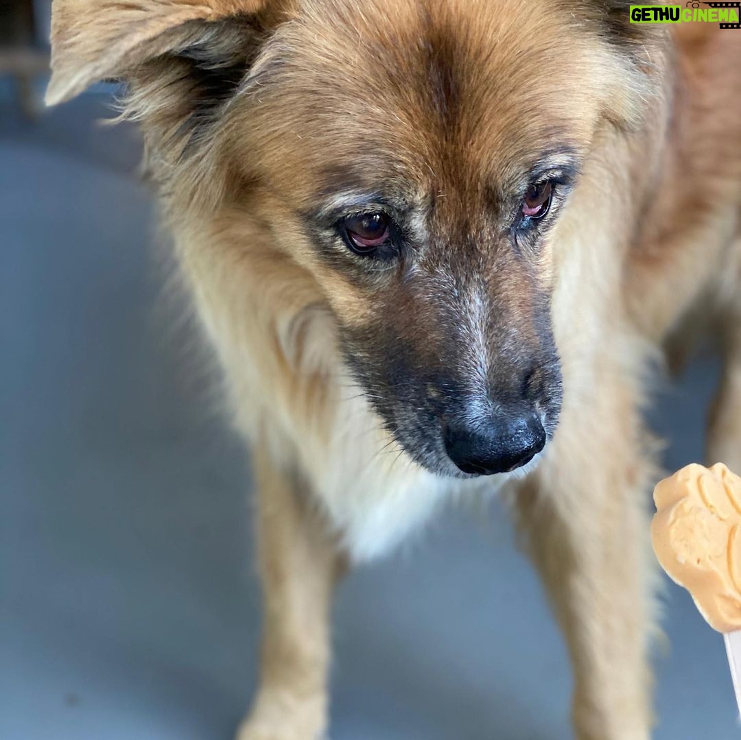 Martin Henderson Instagram - What a lucky boy!! 🥰🐶Thank you @hellohelensong for the delicious doggy popsicles from @sweetspotvan 🍦 Kitsilano Beach