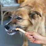 Martin Henderson Instagram - What a lucky boy!! 🥰🐶Thank you @hellohelensong for the delicious doggy popsicles from @sweetspotvan 🍦 Kitsilano Beach