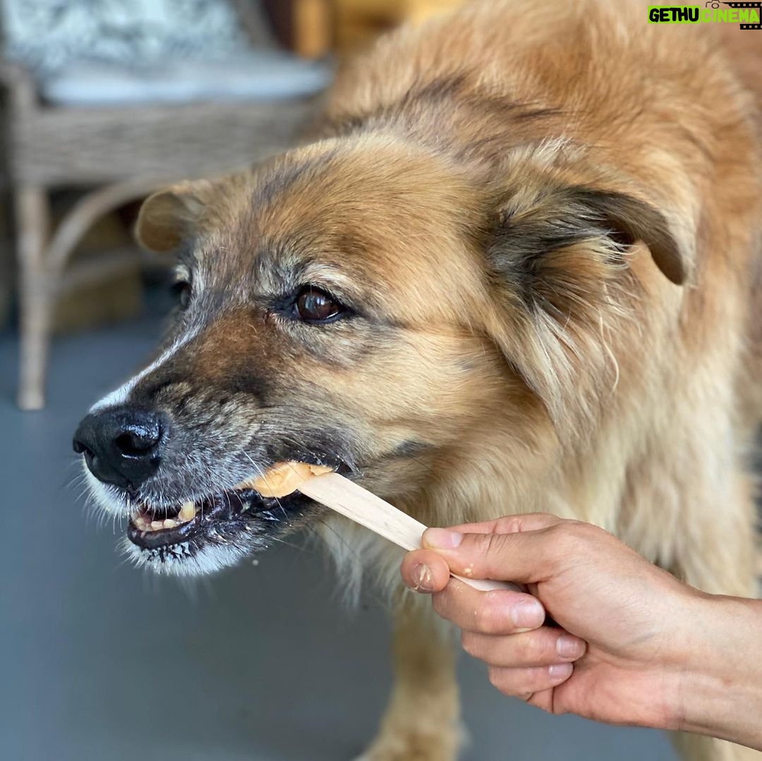 Martin Henderson Instagram - What a lucky boy!! 🥰🐶Thank you @hellohelensong for the delicious doggy popsicles from @sweetspotvan 🍦 Kitsilano Beach