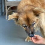 Martin Henderson Instagram - What a lucky boy!! 🥰🐶Thank you @hellohelensong for the delicious doggy popsicles from @sweetspotvan 🍦 Kitsilano Beach