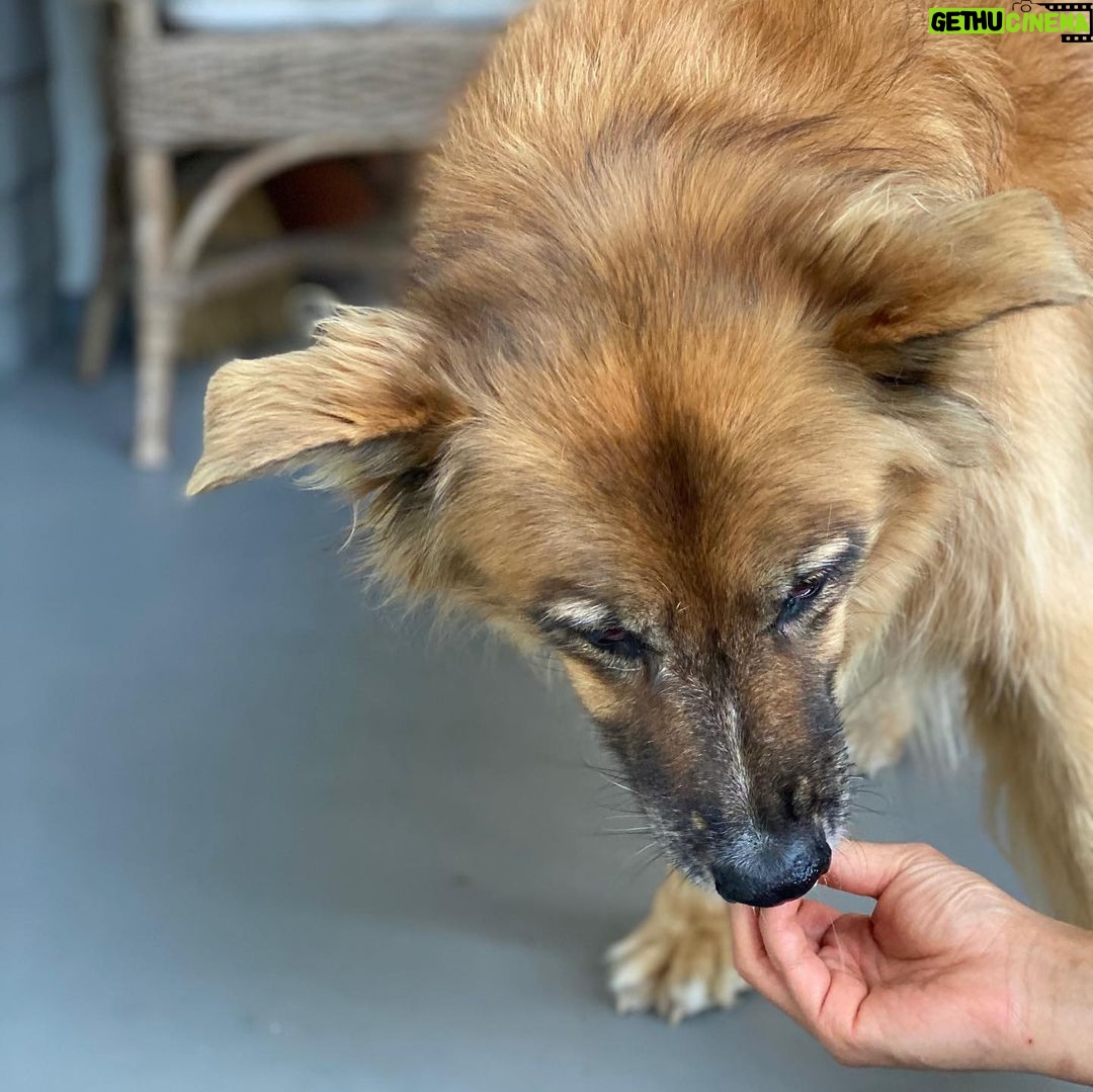 Martin Henderson Instagram - What a lucky boy!! 🥰🐶Thank you @hellohelensong for the delicious doggy popsicles from @sweetspotvan 🍦 Kitsilano Beach