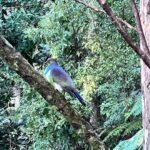 Martin Henderson Instagram - Soakin’ in the green of NZ bush. And blessed by the presence of a Kererū (New Zealand Wood Pigeon). I love to be immersed in the simple yet overflowing abundance of nature. It heals. It inspires. Thank you for all the kind messages of late. Love you guys x