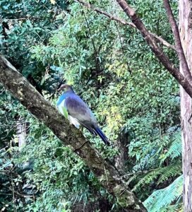 Martin Henderson Instagram - Soakin’ in the green of NZ bush. And blessed by the presence of a Kererū (New Zealand Wood Pigeon). I love to be immersed in the simple yet overflowing abundance of nature. It heals. It inspires. Thank you for all the kind messages of late. Love you guys x