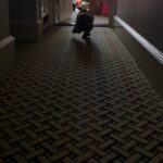 Martin Scorsese Instagram - Dog attack!