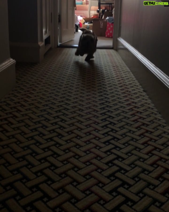 Martin Scorsese Instagram - Dog attack!