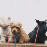 Martin Scorsese Instagram - The Scorsese guard dogs...