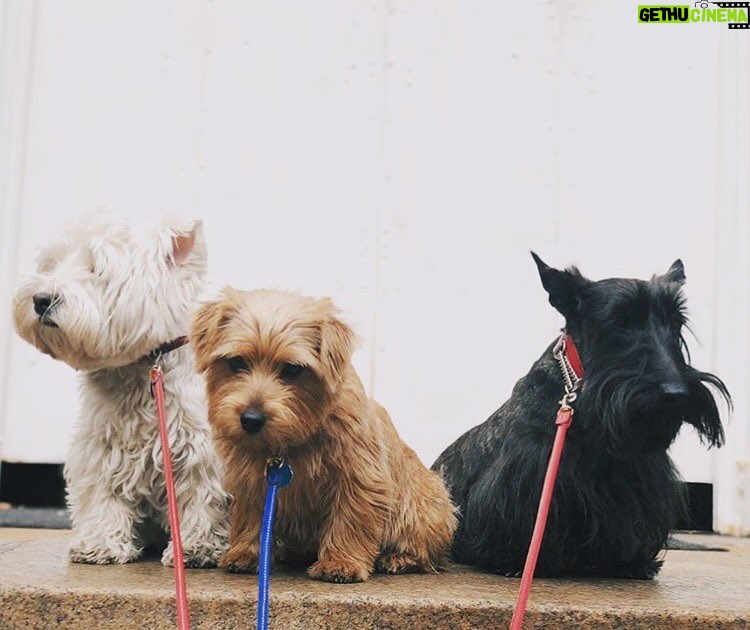 Martin Scorsese Instagram - The Scorsese guard dogs...