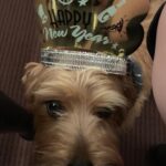 Martin Scorsese Instagram - Happy New Year from my family to yours!🥂 Director's Guild Theater