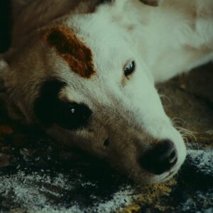 Martin Scorsese Instagram - Today, Monday, July 11, KUMMATTY (India, 1979, d. Aravindan Govindan) will be presented in The Film Foundation Restoration Screening Room. Tune in at 7:00pm BST/ET/PT for the screening accompanied by a live chat. The film will also be available on demand at 7:00pm local time.

Register now at film-foundation.org/restoration-screening-room. 
 
Govindan's KUMMATTY is an adaptation of a Central Kerala folktale featuring a partly mythic and partly real magician called Kummatty. A sweet and engaging story and a visually stunning film, KUMMATTY is a must-see, especially since it has been largely unavailable outside of India until now. Also be sure to watch the special features with Govindan's son, Ramu and Film Heritage Foundation founder Shivendra Singh Dungarpur. 
 
KUMMATTY was restored by The Film Foundation’s World Cinema Project, Film Heritage Foundation, and Cineteca di Bologna at L’Immagine Ritrovata laboratory, in association with General Pictures and the family of Aravindan Govindan. Funding provided by the Material World Foundation.