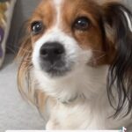 Martita de Graná Instagram - Estoy tan orgullosa de crear este proyecto solidario!!! Hemos creado www.latiendademartita.es, una web donde podréis comprar cositas para ayudar a asociaciones de animales y echar una patita a todos esos peluditos que no han tenido tanta suerte en la vida como los que tenemos en casa! Gracias a tod@s!!!!! 🐾🐾🐾🐾