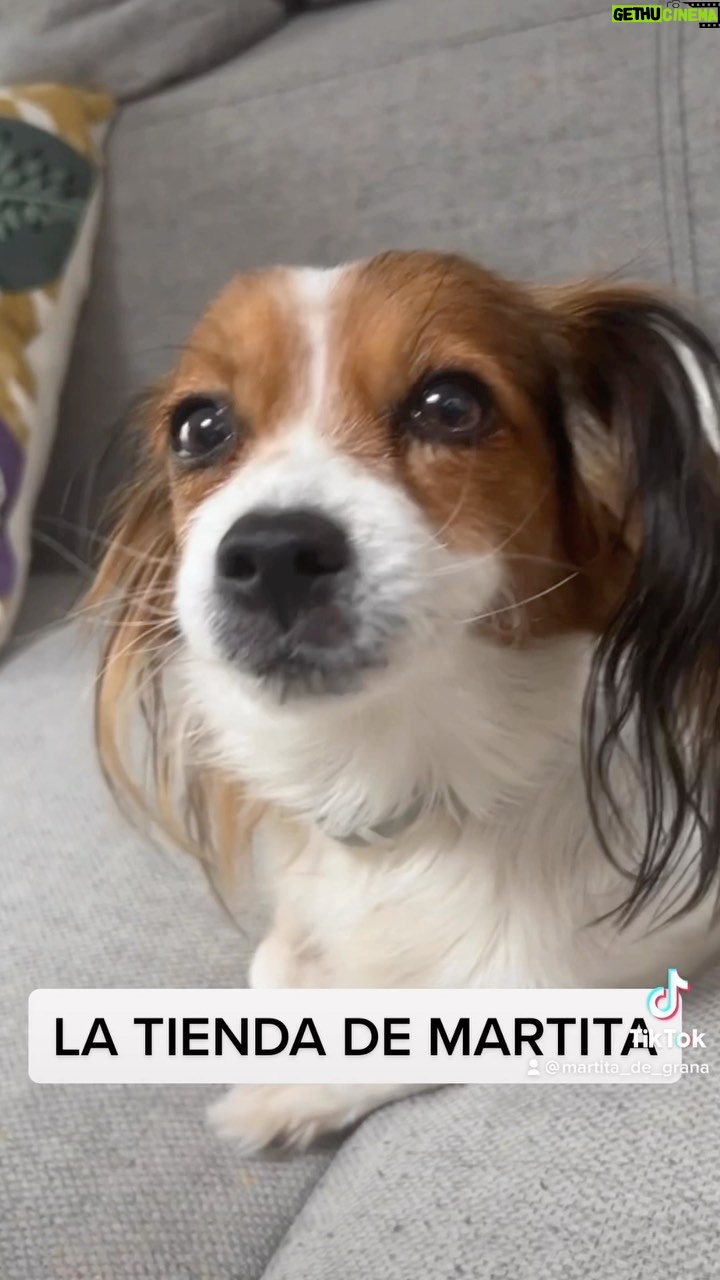 Martita de Graná Instagram - Estoy tan orgullosa de crear este proyecto solidario!!! Hemos creado www.latiendademartita.es, una web donde podréis comprar cositas para ayudar a asociaciones de animales y echar una patita a todos esos peluditos que no han tenido tanta suerte en la vida como los que tenemos en casa! Gracias a tod@s!!!!! 🐾🐾🐾🐾