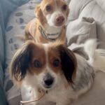 Martita de Graná Instagram - Como le hablas a tu pareja/ Como le hablas a tus mascotas