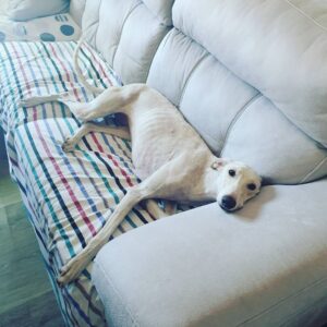 Martita de Graná Instagram - Os presento a Tyra.😁🍀
La nueva miembro de mi family.

Es una galguita joven que encontramos abandonada, muy cansada, con garrapatas y otros animales en su bonito body, con la piel malita y sobretodo hambrienta y muerta de sed.😤

Ahora tiene una casa donde está feliz, recuperándose y donde va a ser muy amada. Y yo más contenta que unas pascuas.

Ya te quiero Tyra. 💜💜💜

Adopta! No compres!