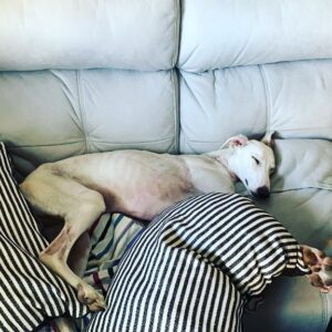 Martita de Graná Instagram - Os presento a Tyra.😁🍀
La nueva miembro de mi family.

Es una galguita joven que encontramos abandonada, muy cansada, con garrapatas y otros animales en su bonito body, con la piel malita y sobretodo hambrienta y muerta de sed.😤

Ahora tiene una casa donde está feliz, recuperándose y donde va a ser muy amada. Y yo más contenta que unas pascuas.

Ya te quiero Tyra. 💜💜💜

Adopta! No compres!
