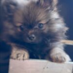 Mary Fitzgerald Instagram - Officially introducing our new baby boy THOR He has brought us so much love in the short two weeks that we have had him. Welcome to the family handsome!! Zelda loves him and Niko is still unsure 🤣 🐶🐶🐶 #newpuppy #pomeranian #puppylove #thor