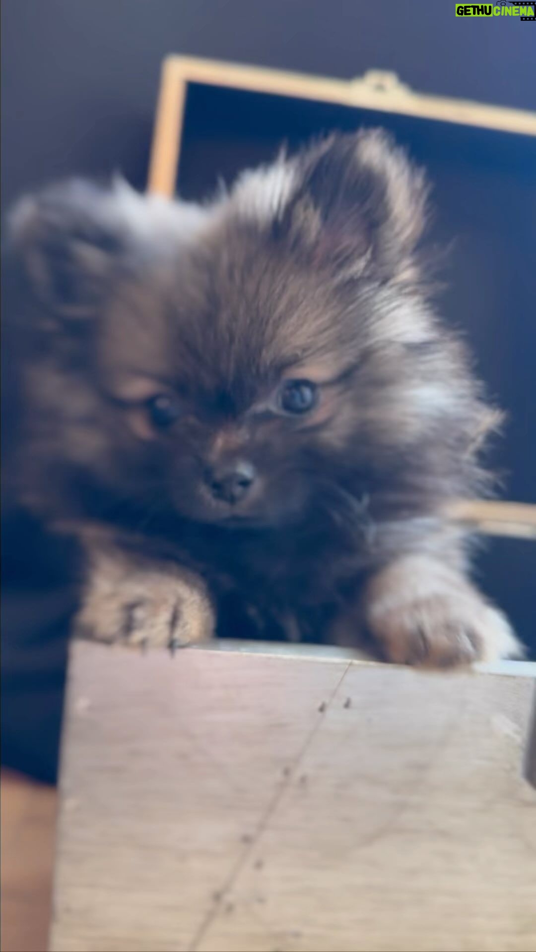 Mary Fitzgerald Instagram - Officially introducing our new baby boy THOR He has brought us so much love in the short two weeks that we have had him. Welcome to the family handsome!! Zelda loves him and Niko is still unsure 🤣 🐶🐶🐶 #newpuppy #pomeranian #puppylove #thor