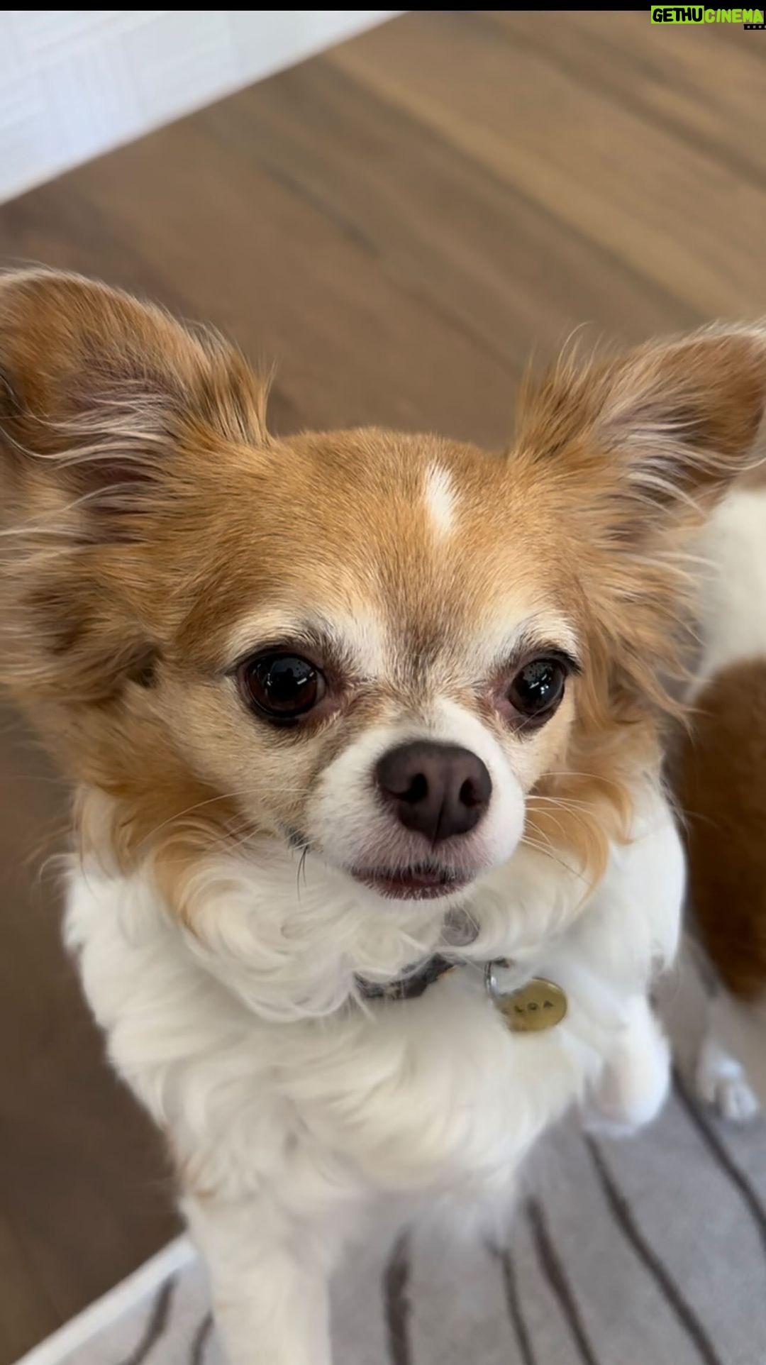 Mary Fitzgerald Instagram - Niko and I calling dad @jasonoppenheim to let him know mom bought another puppy….. Just Kidding we LOVE our new baby brother THOR 🤍 #newpuppy #pomeranian #zeldaandnico #firstfurbabies #funnyreels