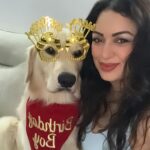 Maryam Zakaria Instagram - It’s Rocky’s birthday yeee 🎉🎉We are ready to celebrate him🥳🥳 Happy 3rd Birthday my cutie pie @rockycutiegolden I love you soooo much ❤️❤️❤️ #goldenretriever #doglover #dogbirthday #mypet #goldenretrieversofinstagram