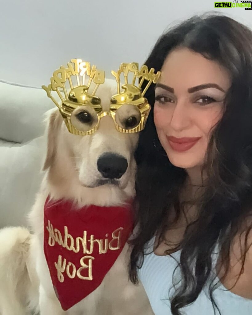 Maryam Zakaria Instagram - It’s Rocky’s birthday yeee 🎉🎉We are ready to celebrate him🥳🥳 Happy 3rd Birthday my cutie pie @rockycutiegolden I love you soooo much ❤️❤️❤️ #goldenretriever #doglover #dogbirthday #mypet #goldenretrieversofinstagram