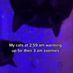 Matt McGorry Instagram – I don’t have cats but if I did they would warm up to Sean Paul.

Repost @dontstopmeowing
・・・
This is exactly how it goes down too 🤣 @bisendothecat 

#explore #funny #fun #cat #dance #instagram #instagood #love #happy #cute “