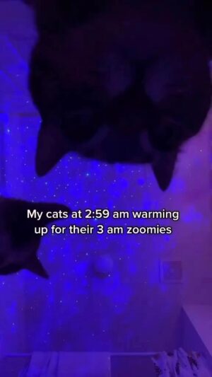 Matt McGorry Instagram - I don’t have cats but if I did they would warm up to Sean Paul.

Repost @dontstopmeowing
・・・
This is exactly how it goes down too 🤣 @bisendothecat 

#explore #funny #fun #cat #dance #instagram #instagood #love #happy #cute “